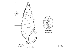 Image of Lirobittium attenuatum (Slender cerith)