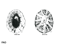 Image of Cellana rota (Rayed limpet)