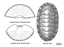 Image of Chiton phaseolinus 