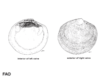 Image of Codakia interrupta (Interrupted lucine)