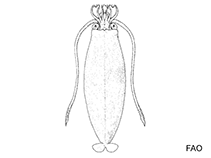 Image of Helicocranchia pfefferi (Pfeffer\