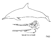 Image of Orcaella heinsohni (Australian snubfin dolphin)