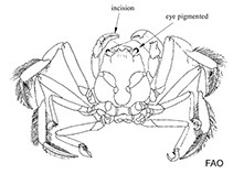 Image of Ethusa truncata (Truncate sumo crab)