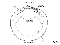 Image of Glycymeris rotunda 