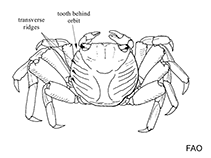 Image of Episesarma versicolor (Violet vinegar crab)
