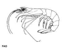 Image of Haliporoides sibogae (Jack-knife shrimp)
