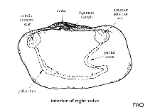 Image of Panopea abrupta (Pacific geoduck clam)