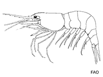 Image of Heptacarpus sitchensis (Sitka coastal shrimp)