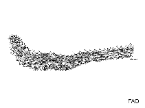 Image of Holothuria hilla (Tiger tail)