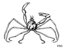 Image of Macropodia linaresi (Linares sickle crab longlegs)