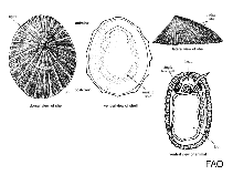 Image of Tectura persona (Mask limpet)