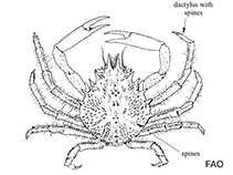 Image of Mithrax hispidus (Coral clinging crab)