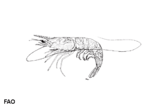 Image of Metapenaeus anchistus (Spiny greasyback shrimp)