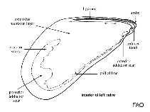 Image of Mytilus antarcticus 