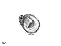 Image of Nerita squamulata (Scaly nerite)