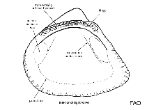 Image of Striarca symmetrica (Symmetrical ark shell)