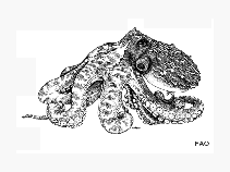 Image of Enteroctopus magnificus (Southern giant octopus)