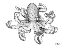 Image of Callistoctopus lechenaultii 