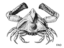 Image of Pseudolambrus bicornis (Two-horned yellow crab)