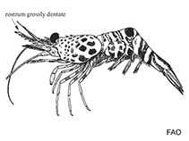 Image of Rhynchocinetes typus (Rabbitnose shrimp)