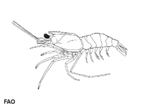 Image of Solenocera alticarinata (High ridge mud shrimp)