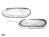 Image of Solemya togata (Mediterranean awning clam)