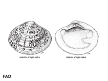 Image of Sunetta menstrualis (Mauve sunetta)
