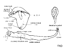 Image of Lyrodus takanoshimensis (Takanoshima shipworm)