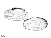 Image of Thracia papyracea 