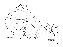 Image of Austrocochlea rudis 