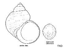 Image of Granigyra radiata 