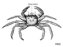 Image of Hemigrapsus oregonensis (Yellow shore crab)