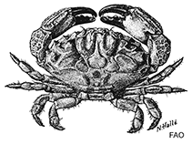 Image of Heteractaea lunata (Fuzzy mud crab)