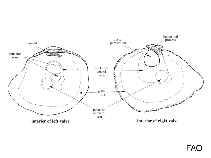 Anomiidae