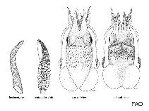 Australiteuthidae