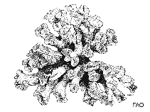 Image of Aulocyathus juvenescens 