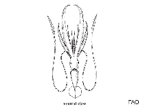 Chiroteuthidae