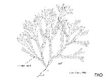 Image of Lobophora variegata (Leathery lobeweeds)