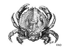 Dromiidae