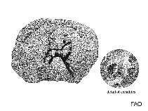Image of Cyphastrea chalcidicum 