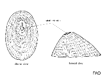 Image of Fissurella nigra (Key-hole limpet)