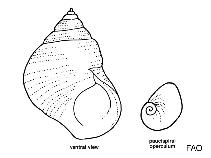 Image of Haloconcha minor (Lesser lacuna)
