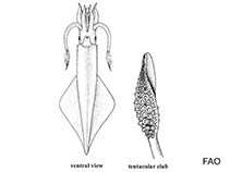 Image of Uroteuthis singhalensis (Long barrel squid)
