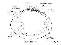 Image of Spisula aequilatera (Equal-sized surf clam)