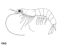 Image of Metapenaeus brevicornis (Yellow shrimp)