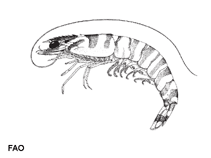 Image of Penaeus canaliculatus (Witch prawn)