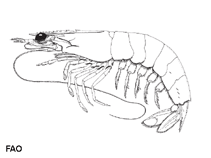 Image of Penaeus plebejus (Eastern king prawn)