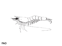 Image of Metapenaeopsis toloensis (Tolo velvet shrimp)