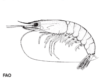 Image of Mierspenaeopsis hardwickii (Spear shrimp)