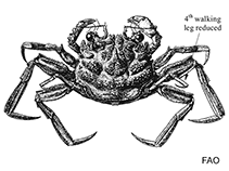 Image of Pseudopalicus oahuensis (Button crab)